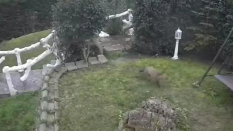 Başakşehir'de villa bahçesinde tilki paniği