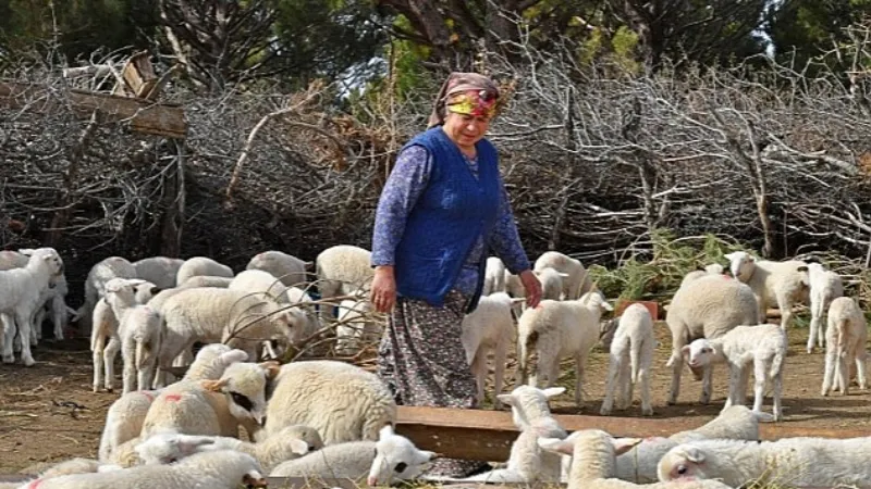 İzmir Büyükşehir keçi sütünü 17 lira koyun sütünü 21 liradan alacak Mera İzmir bu yıl da umut olmaya devam edecek