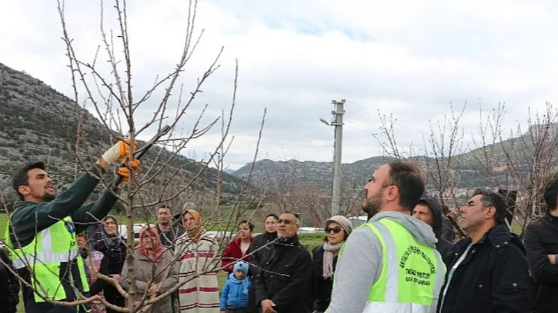 Akseki ve Demre'de budama ve aşılama eğitimi verildi