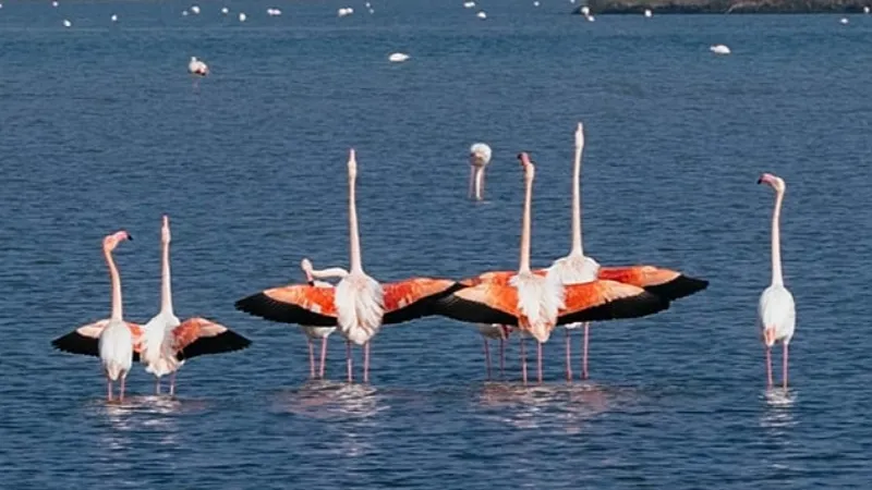 Gediz Deltası'nda kuş gözlem yürüyüşü