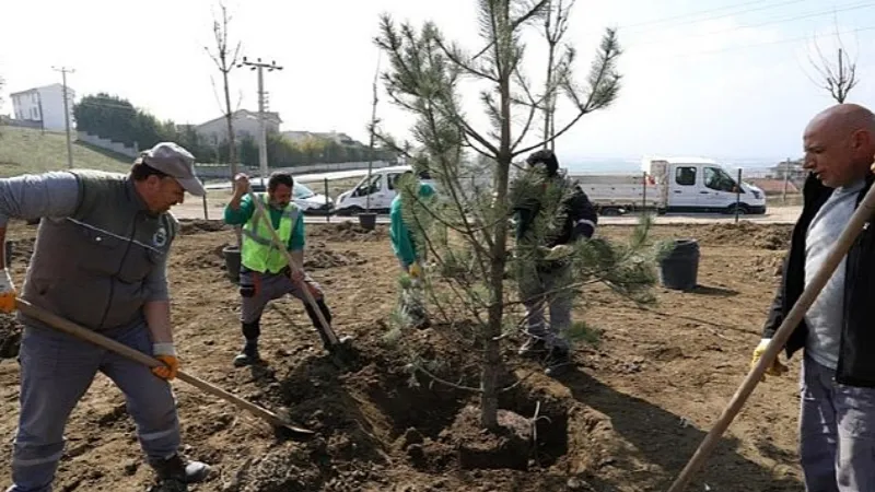 Akhisar'da 64 Fidan Toprakla Buluştu