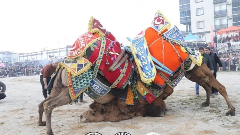 Burhaniye Belediyesi tarafından 18. Burhaniye Zeytin ve Zeytinyağı Hasat Festivali kapsamında düzenlenen Geleneksel Deve Güreşleri Yapıldı