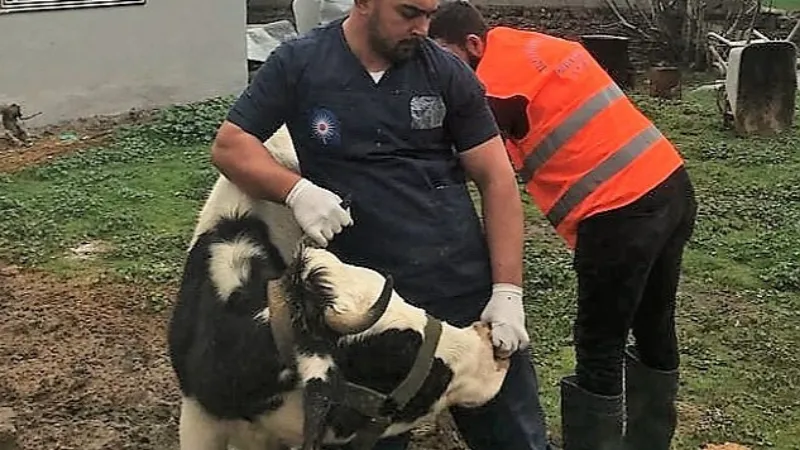 Antalya Büyükşehir Belediyesi'nden Gaziantep'te veterinerlik hizmeti