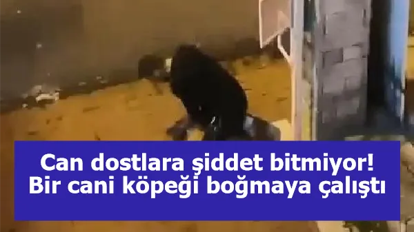 Can dostlara şiddet bitmiyor! Bir cani köpeği boğmaya çalıştı