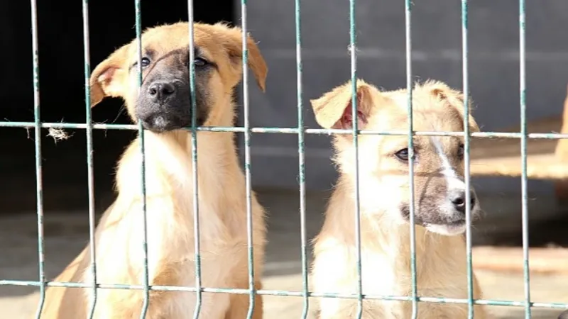 7 Bin 63 Sokak Hayvanına Tedaviye Yönelik İşlem Yapıldı