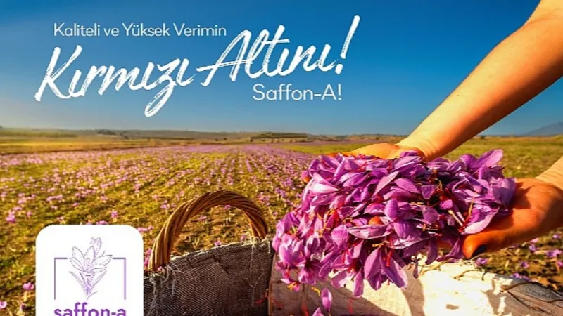 Türkiye'de bir ilk; safran üretim girişimi fonlanıyor