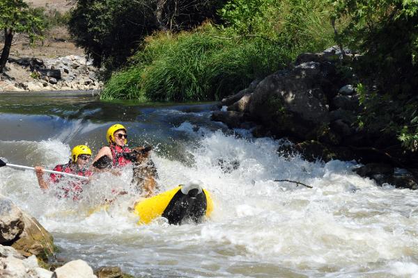 Alman kurt köpeği 'Leo' günde 1,5 saat rafting yapıyor