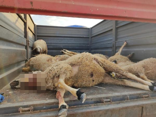 Köye inen bozayı ağıla girip 17 küçükbaş hayvanı öldürdü