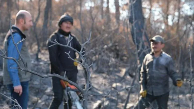 Soma'da yanan ormanlar için 100 bin fidan dikilecek