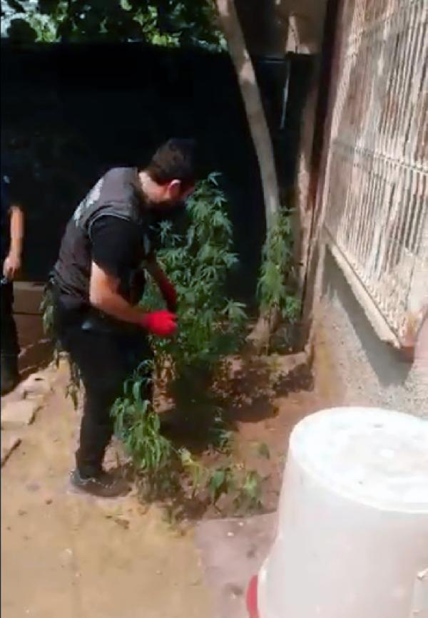 Adana'da uyuşturucu baskını; bahçede yetiştirilen Hint kenevirleri ele geçirildi