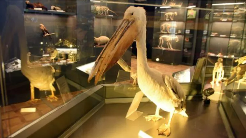 Edirne'deki 'Doğa Tarihi Müzesi'nde 734 hayvan ile 2 bine yakın bitki sergileniyor