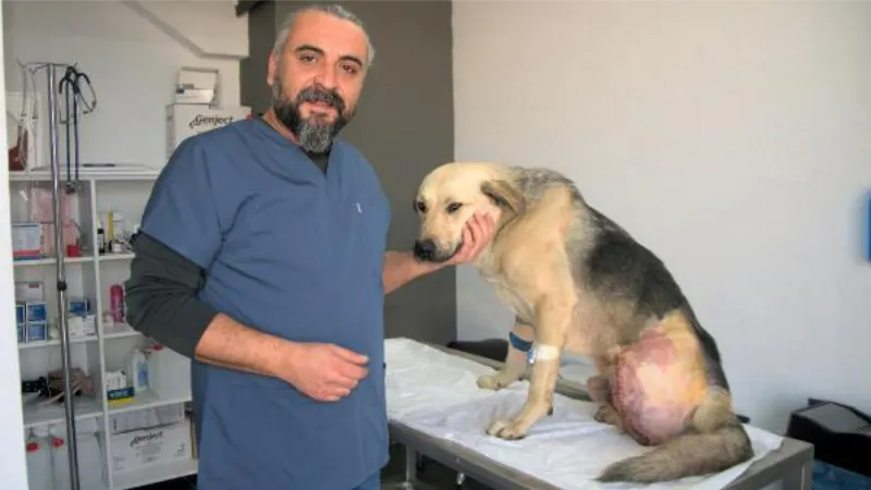 Hatay'da, enkazda tüfekle vurulmuş halde bulunan köpeğin bacağı ampute edildi