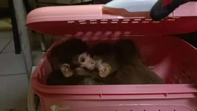 Gürbulak'ta kaçak yollarla ülkeye sokulmak istenen 11 yavru maymuna el konuldu
