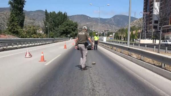 Komiser, araçları durdurup, kara yoluna çıkan kaplumbağayı kurtardı