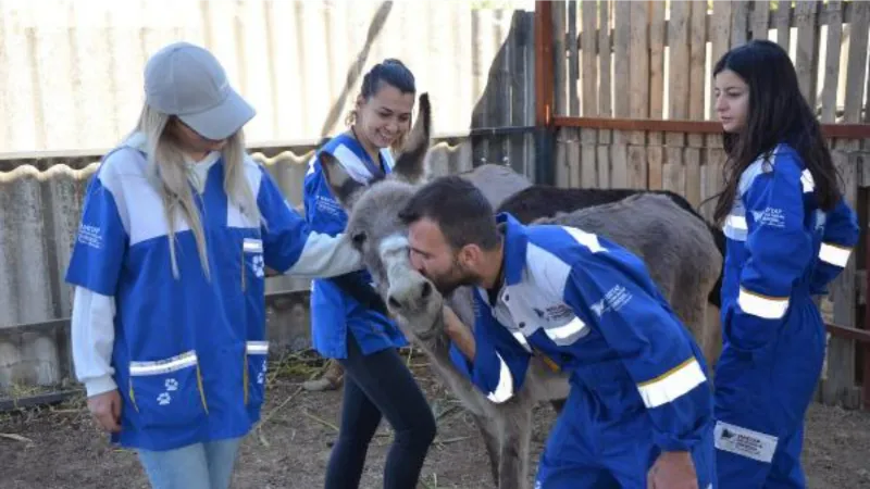 Aydın'da kaçak kesimden kurtarılan 6 hayvanı HAYTAP sahiplendi