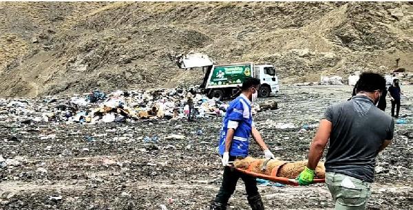 Çöplükte ölmek üzereyken bulunan köpekler, sedyeyle taşındı