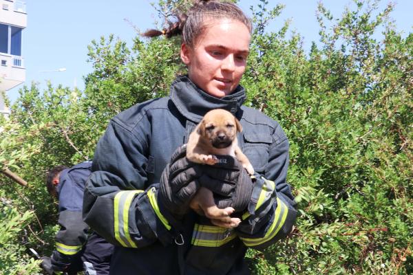 Kuyuya düşen 7 yavru köpek kurtarıldı