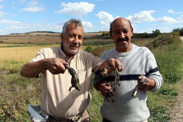 Edirne'de 'kurbağa avcıları' mesaiye başladı