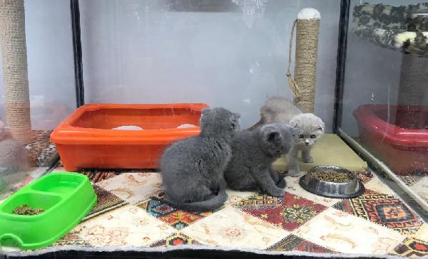 Vitrinde kedi- köpek satışında son günler