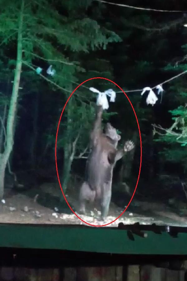 Ayı, kampçıların yiyeceklerini yedi