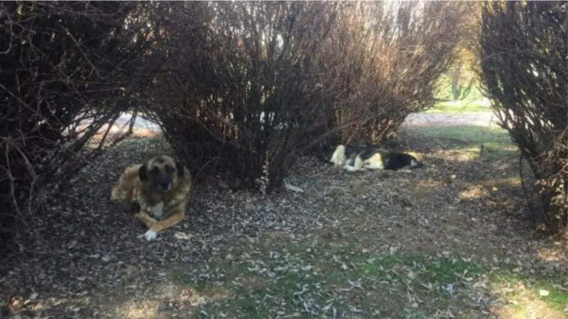 Ankara'da, parktaki köpek kulübelerinin kaldırılmasına tepki