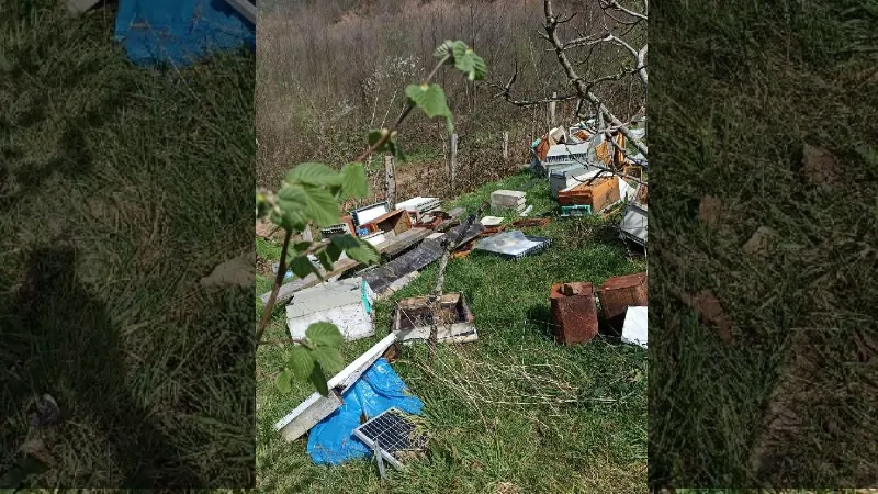 Bartın’da kovanlara ayı saldırdı; 5 bin arı öldü