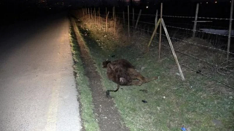 Yol kenarında 4 büyükbaş ölü bulundu; zehirlenme ya da şarbon şüphesi