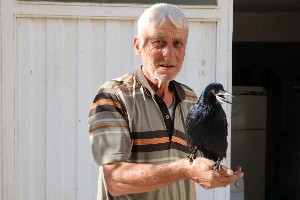 Kediden kurtardığı yavru karga, mahallenin maskotu oldu