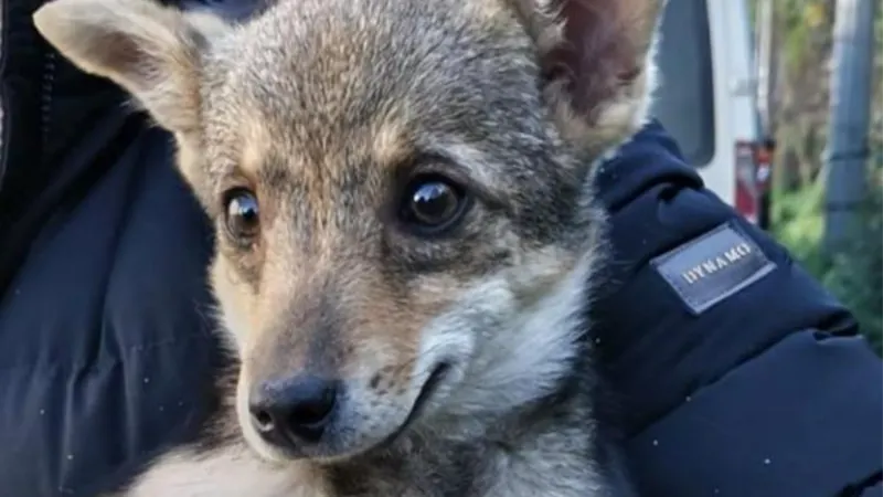 Sokak hayvanı için 'köpek-çakal' tartışmasında DNA talebi