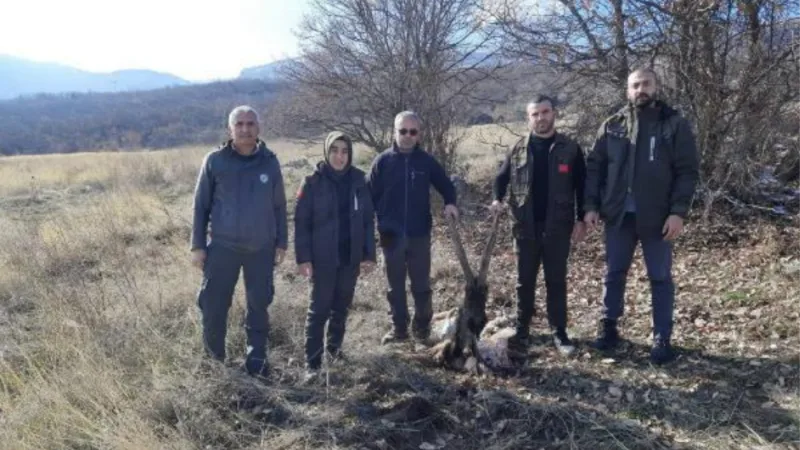 Kaçak yaban keçisi avlayan 4 kişi, kan izlerinden yakalandı