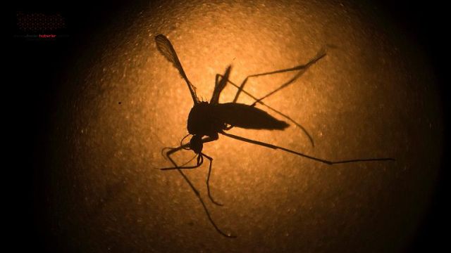 ABD'den ilginç müdahale: Doğaya 2,4 milyar GDO’lu sivrisinek bırakılacak