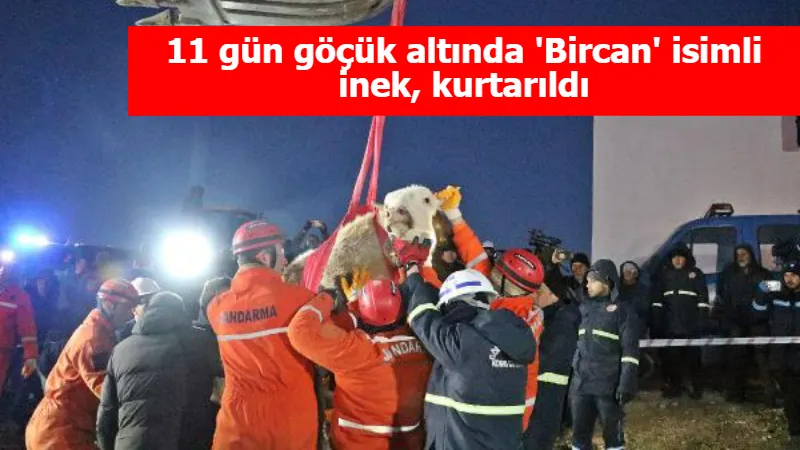 11 gün göçük altında 'Bircan' isimli inek, kurtarıldı