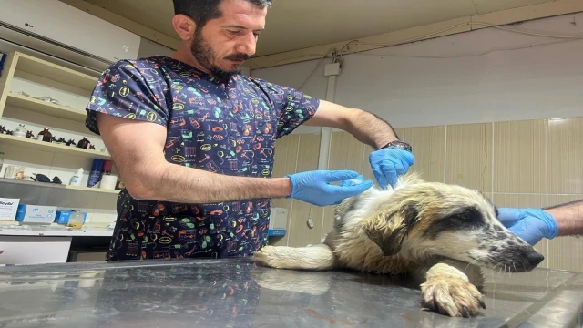 Adıyaman’da yaralı köpek tedavi altına alındı
