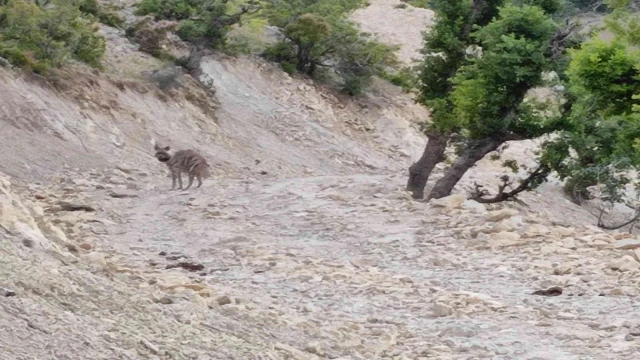 Adıyaman’da yerleşim yeri yakınlarında sırtlan görüntülendi