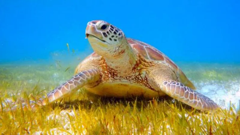 İnternette caretta caretta kabuğundan satılık tespih