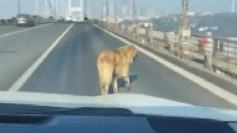 15 Temmuz Şehitler Köprüsü’nde yürüyen sokak köpeğini sürücüler kurtardı