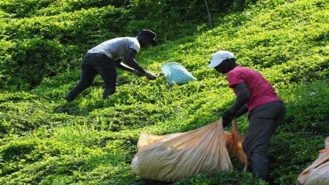 Afrikalı işçiler bu yıl da çay hasadında