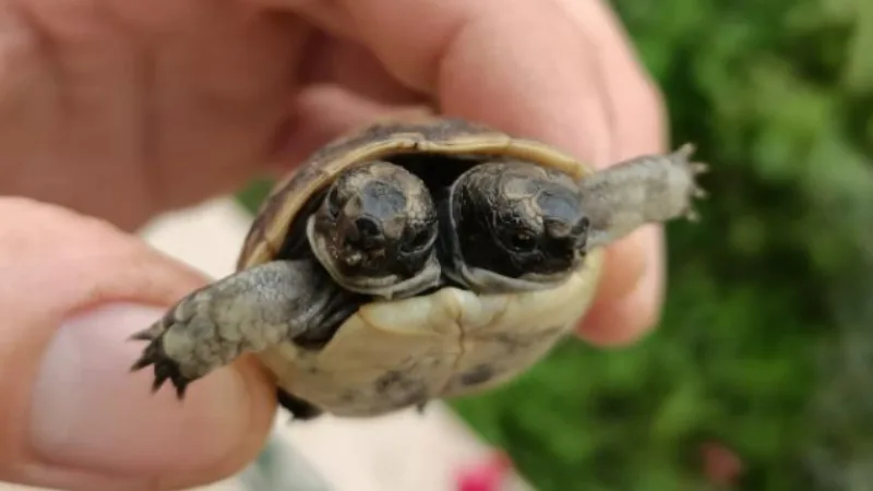 Antalya'da çift başlı kaplumbağa yavrusu görüldü