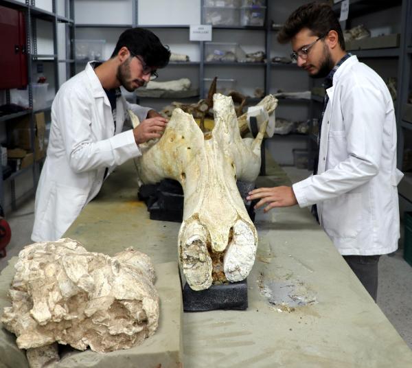 Kayseri'de bu yılki kazılarda 400'e yakın fosil bulundu