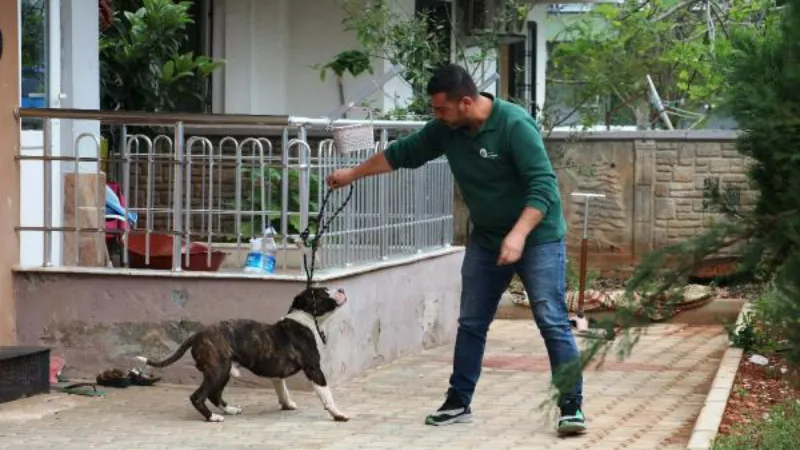 Apartmanda 4 saat 'pitbull esareti'