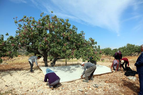 Kuraklık ve soğuk nedeniyle Antep fıstığında rekolte düştü