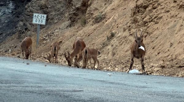 Uzmanından yaban hayvanları için uyarı: Doğaya atılan çöpler avcılık kadar tehlikeli