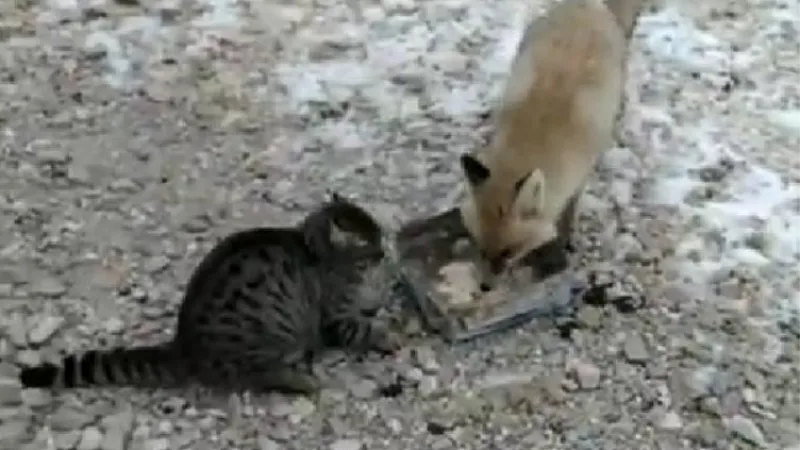 Şantiye bekçisi aç kalan tilkiyi, kedisiyle birlikte besledi