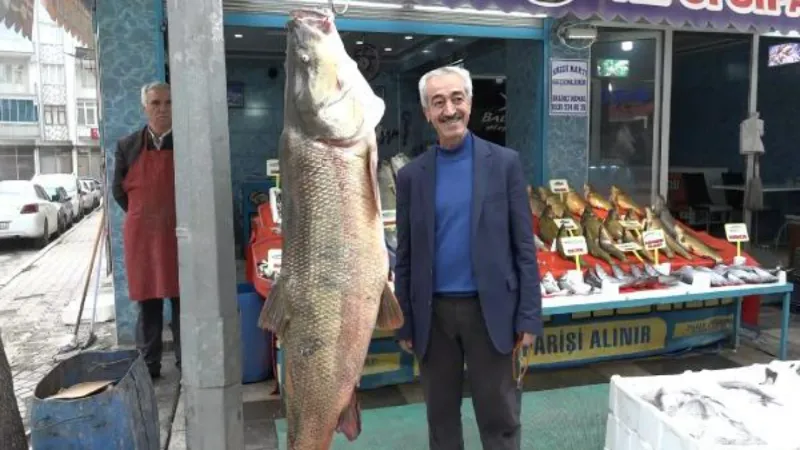 Avladığı 128 kiloluk 'Fırat turnası'nı iş yerinde sergiliyor