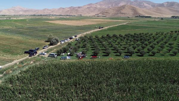 Van'da, 6 bin 700 ton silajlık mısır rekoltesi