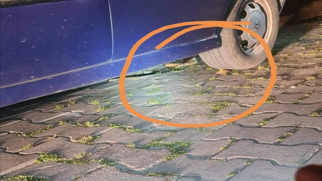 Bandırma’da yılan paniği