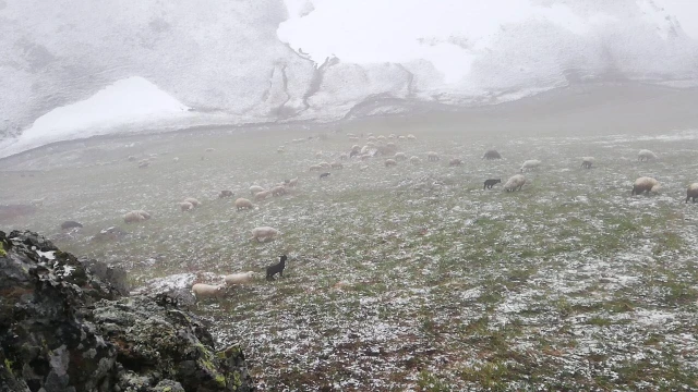 Bayburt - Trabzon arasındaki yaylalarda kar yağışı