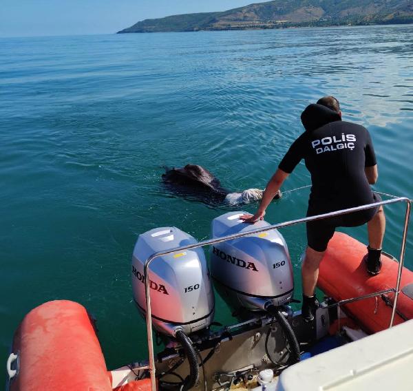 Van Gölü'nde boğulmak üzere olan danayı, dalgıç polisler kurtardı