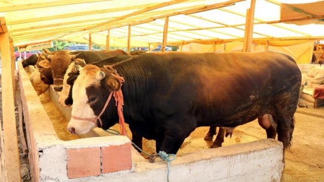Besiciler uyardı, kurbanlık hisse satan marketlere dikkat