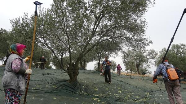 Balıkesir'in zeytinleri, komando ve kameralarla korunacak